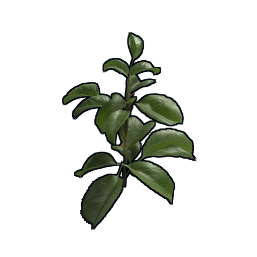 Clone Rose